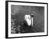 Mute Swan-null-Framed Photographic Print