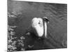 Mute Swan-null-Mounted Photographic Print