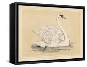 Mute Swan-null-Framed Stretched Canvas