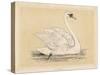 Mute Swan-null-Stretched Canvas