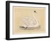 Mute Swan-null-Framed Art Print