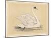 Mute Swan-null-Mounted Art Print