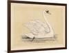 Mute Swan-null-Framed Art Print