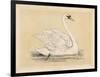 Mute Swan-null-Framed Art Print