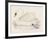 Mute Swan-Reverend Francis O. Morris-Framed Art Print