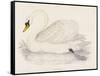 Mute Swan-Reverend Francis O. Morris-Framed Stretched Canvas