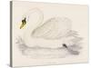 Mute Swan-Reverend Francis O. Morris-Stretched Canvas