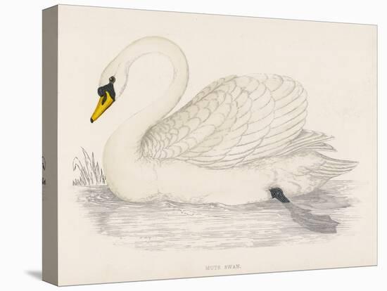 Mute Swan-Reverend Francis O. Morris-Stretched Canvas