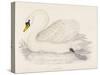 Mute Swan-Reverend Francis O. Morris-Stretched Canvas