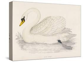 Mute Swan-Reverend Francis O. Morris-Stretched Canvas