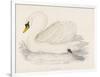 Mute Swan-Reverend Francis O. Morris-Framed Art Print