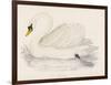 Mute Swan-Reverend Francis O. Morris-Framed Art Print