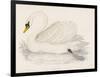 Mute Swan-Reverend Francis O. Morris-Framed Art Print