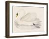 Mute Swan-Reverend Francis O. Morris-Framed Art Print