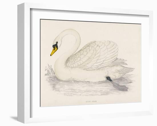 Mute Swan-Reverend Francis O. Morris-Framed Art Print