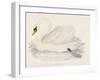 Mute Swan-Reverend Francis O. Morris-Framed Art Print