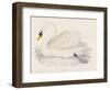 Mute Swan-Reverend Francis O. Morris-Framed Art Print