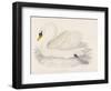 Mute Swan-Reverend Francis O. Morris-Framed Art Print