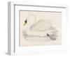 Mute Swan-Reverend Francis O. Morris-Framed Art Print