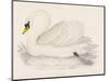 Mute Swan-Reverend Francis O. Morris-Mounted Art Print