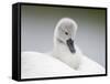 Mute Swans Chick Hitching a Ride on Parent-null-Framed Stretched Canvas