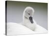 Mute Swans Chick Hitching a Ride on Parent-null-Stretched Canvas