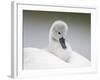 Mute Swans Chick Hitching a Ride on Parent-null-Framed Photographic Print