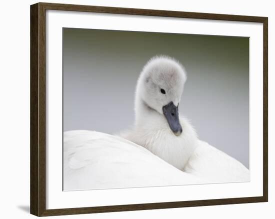 Mute Swans Chick Hitching a Ride on Parent-null-Framed Photographic Print