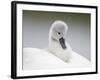 Mute Swans Chick Hitching a Ride on Parent-null-Framed Photographic Print