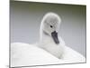 Mute Swans Chick Hitching a Ride on Parent-null-Mounted Photographic Print