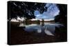 Mute Swans, Cygnus Olor, by Pen Ponds on an Autumn Morning in Richmond Park-Alex Saberi-Stretched Canvas