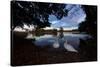 Mute Swans, Cygnus Olor, by Pen Ponds on an Autumn Morning in Richmond Park-Alex Saberi-Stretched Canvas