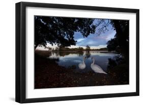 Mute Swans, Cygnus Olor, by Pen Ponds on an Autumn Morning in Richmond Park-Alex Saberi-Framed Premium Photographic Print