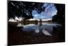 Mute Swans, Cygnus Olor, by Pen Ponds on an Autumn Morning in Richmond Park-Alex Saberi-Mounted Photographic Print