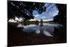 Mute Swans, Cygnus Olor, by Pen Ponds on an Autumn Morning in Richmond Park-Alex Saberi-Mounted Photographic Print