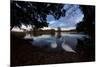 Mute Swans, Cygnus Olor, by Pen Ponds on an Autumn Morning in Richmond Park-Alex Saberi-Mounted Photographic Print