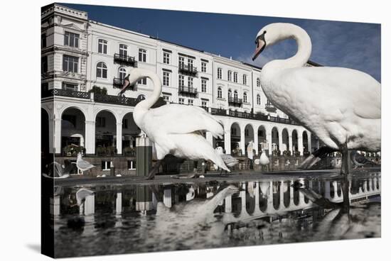 Mute Swans (Cygnus Olor) in Front of the Alsterarkaden-Konrad Wothe-Stretched Canvas