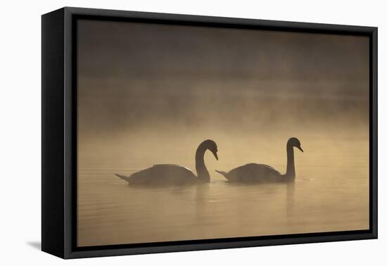 Mute Swans (Cygnus Olor) in Mist at Dawn, Loch Insh, Cairngorms Np, Highlands, Scotland, December-Peter Cairns-Framed Stretched Canvas