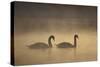 Mute Swans (Cygnus Olor) in Mist at Dawn, Loch Insh, Cairngorms Np, Highlands, Scotland, December-Peter Cairns-Stretched Canvas