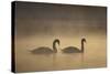 Mute Swans (Cygnus Olor) in Mist at Dawn, Loch Insh, Cairngorms Np, Highlands, Scotland, December-Peter Cairns-Stretched Canvas