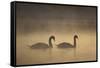 Mute Swans (Cygnus Olor) in Mist at Dawn, Loch Insh, Cairngorms Np, Highlands, Scotland, December-Peter Cairns-Framed Stretched Canvas