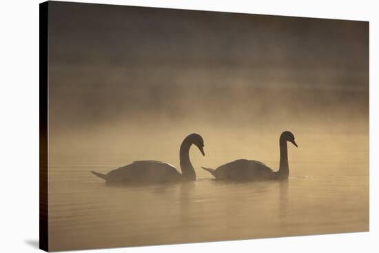 Mute Swans (Cygnus Olor) in Mist at Dawn, Loch Insh, Cairngorms Np, Highlands, Scotland, December-Peter Cairns-Stretched Canvas