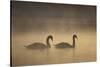 Mute Swans (Cygnus Olor) in Mist at Dawn, Loch Insh, Cairngorms Np, Highlands, Scotland, December-Peter Cairns-Stretched Canvas