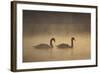 Mute Swans (Cygnus Olor) in Mist at Dawn, Loch Insh, Cairngorms Np, Highlands, Scotland, December-Peter Cairns-Framed Photographic Print