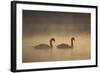 Mute Swans (Cygnus Olor) in Mist at Dawn, Loch Insh, Cairngorms Np, Highlands, Scotland, December-Peter Cairns-Framed Photographic Print