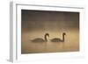 Mute Swans (Cygnus Olor) in Mist at Dawn, Loch Insh, Cairngorms Np, Highlands, Scotland, December-Peter Cairns-Framed Photographic Print