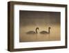 Mute Swans (Cygnus Olor) in Mist at Dawn, Loch Insh, Cairngorms Np, Highlands, Scotland, December-Peter Cairns-Framed Photographic Print