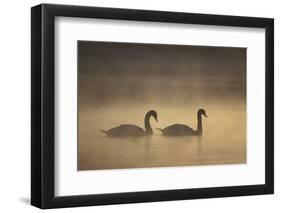 Mute Swans (Cygnus Olor) in Mist at Dawn, Loch Insh, Cairngorms Np, Highlands, Scotland, December-Peter Cairns-Framed Photographic Print