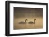 Mute Swans (Cygnus Olor) in Mist at Dawn, Loch Insh, Cairngorms Np, Highlands, Scotland, December-Peter Cairns-Framed Photographic Print