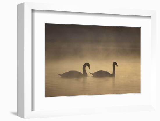 Mute Swans (Cygnus Olor) in Mist at Dawn, Loch Insh, Cairngorms Np, Highlands, Scotland, December-Peter Cairns-Framed Photographic Print